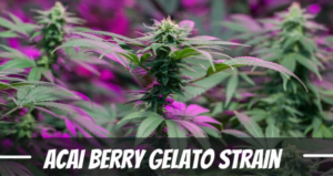 Acai Berry Gelato Strain