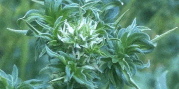 Australian bastard cannabis