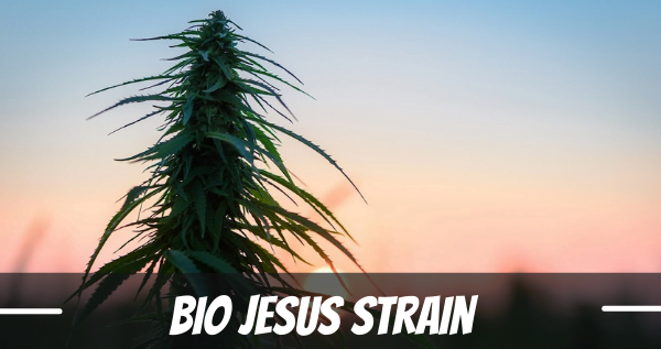 Bio Jesus Strain