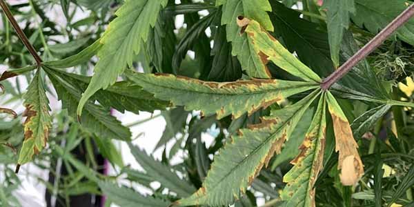 How to fix a cannabis phosphorus deficiency