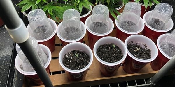 Marijuana seedling