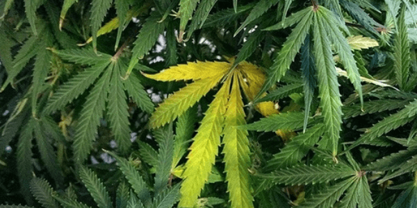 Nutrient deficiency on marijuana plants