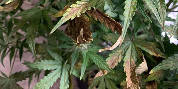 Phosphorus deficiency in marijuana plants