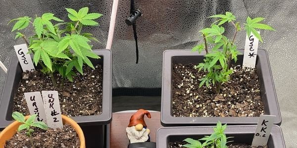 Soil based marijuana growing