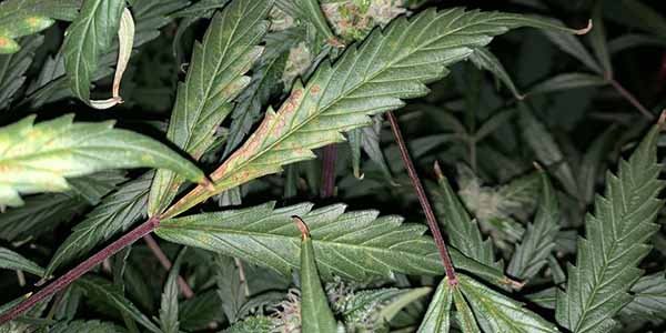 Stem discoloration phosphorus deficiency marijuana plant