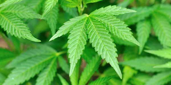 The role of marijuana leaves