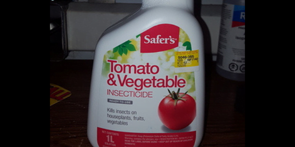Tomato Leaf Insecticide for weed plants