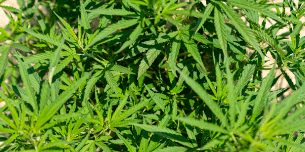 Cannabis leaves