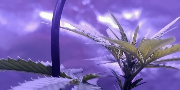 Grenadine flowering