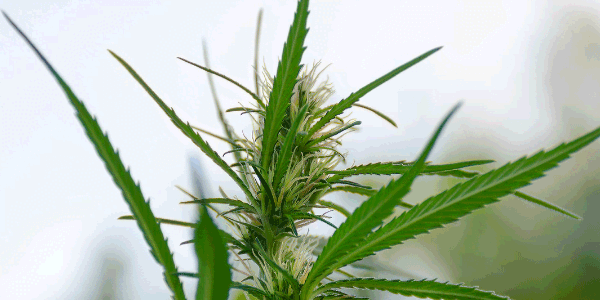 flowering marijuana
