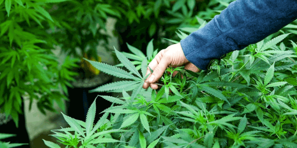 Growing Bio Jesus strain