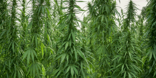 Growing Pluto strain