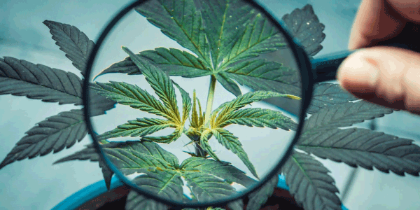 Bio Jesus strain origin