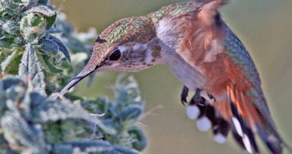a bird on a marijuana plant
