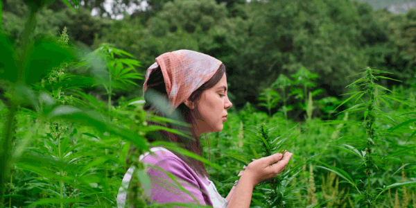 Pie Hoe strain fragrance 