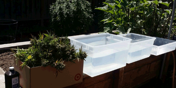 Washing marijuana buds