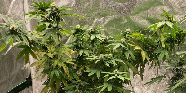 Devil’s Lettuce strain effects