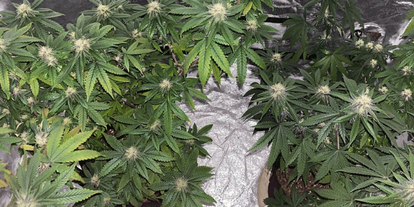Devil’s Lettuce strain flowering time