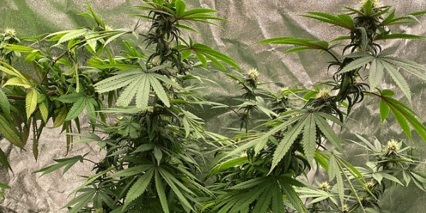 Devil’s Lettuce strain fragrance