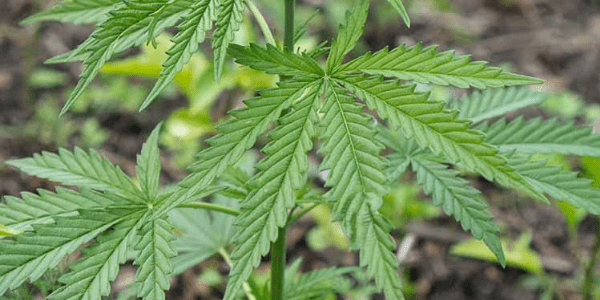 Fully biological marijuana plant