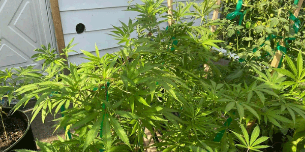 Grape Pie marijuana