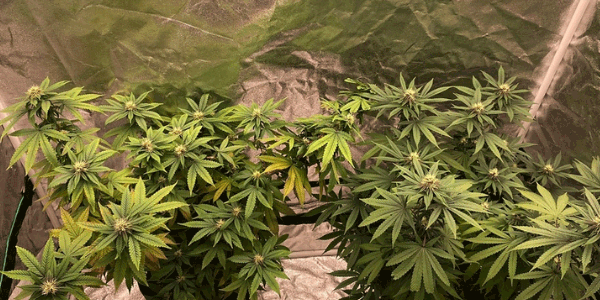 Growing Devil’s Lettuce strain