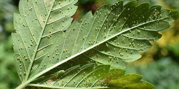 Recognize Aphids on marijuana plants