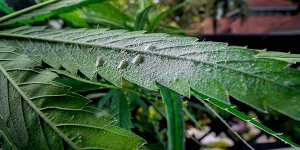 signs of mealy bugs on marijuana plants