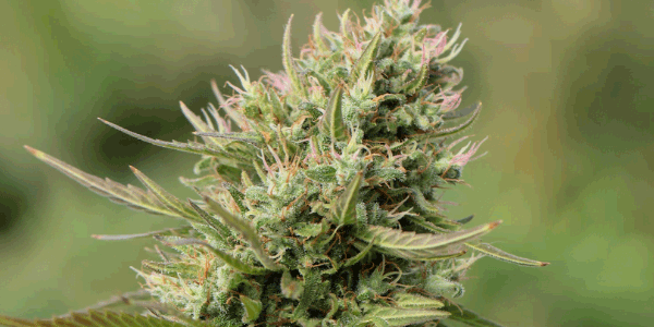 Waffle Cone strain effects