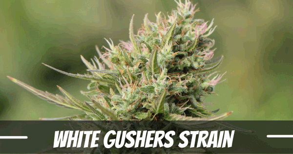 White Gushers cannabis strain