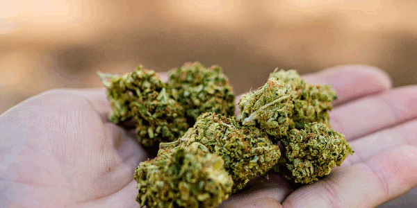 White Gushers strain