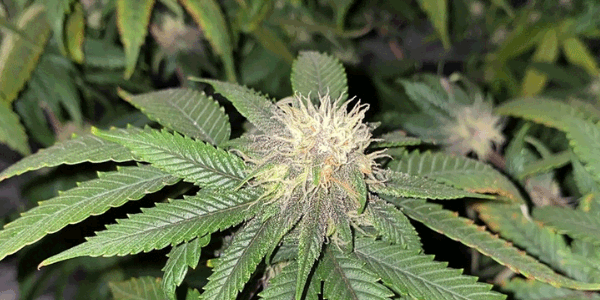 White Gushers strain