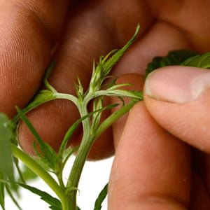fimming marijuana plant 2