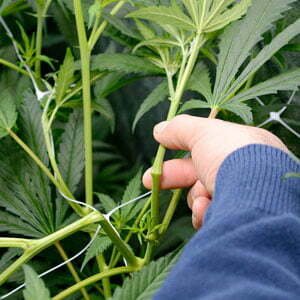 Super cropping marijuana step 2