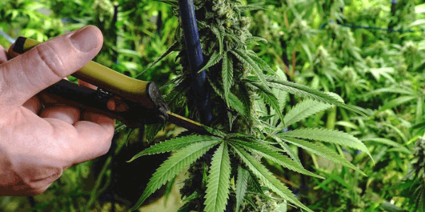 Trimming marijuana bud