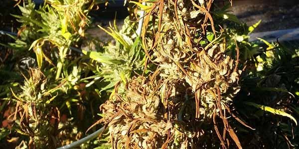 a marijuana plant with verticillium wilt