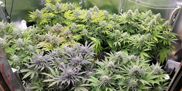 Italian Ice strain flowering time