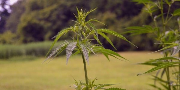 a Recon cannabis strain plant growing outdoors