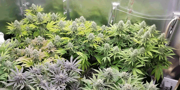 great results from manifolding