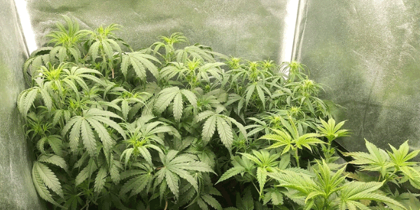 growing italian ice strain