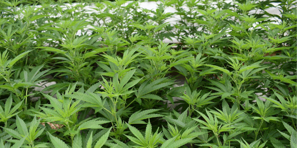 Growing recon strain