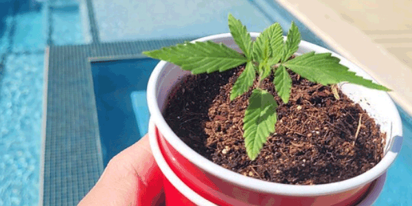 Italian Ice strain genetics