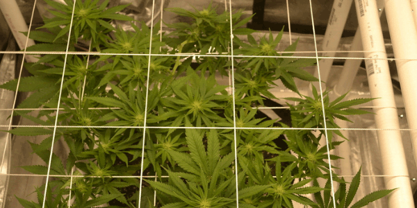 manifolding marijuana clones