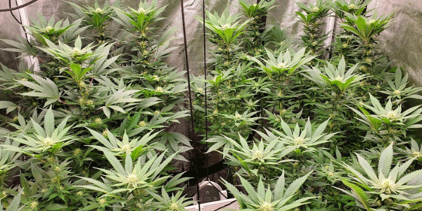 Growing Chile Verde strain