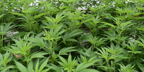 Chile Verde strain flowering