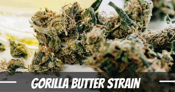 Gorilla Butter cannabis strain
