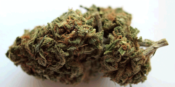 lemon cherry gelato strain effects