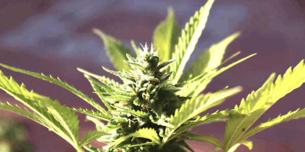 Lemon Cherry Gelato Strain Flowering