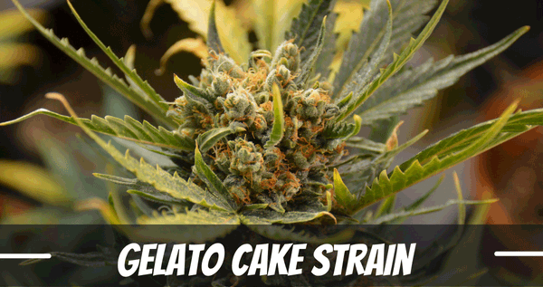 Gelato Cake Strain