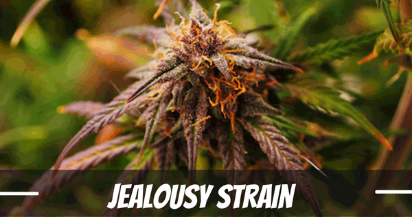 Jealousy Strain